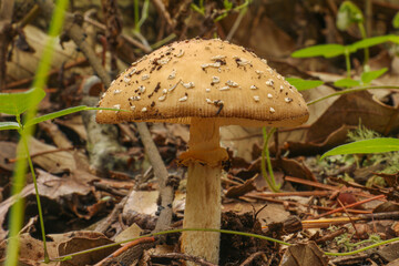 Native mushrooms in the forest in Mexico during the rain season