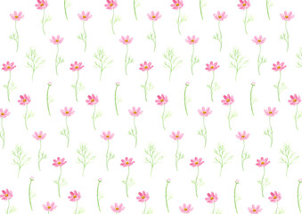 Fototapeta premium コスモスの花柄 白背景 水彩イラスト