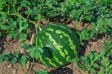 natural watermelon harvest in the field