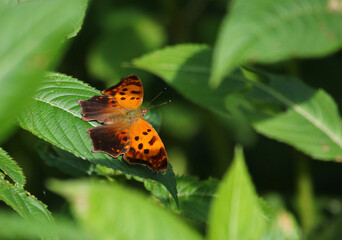 An Eastern Comma Butterfly (Polygonia comma) sitting on a leaf, shot in Waterloo, Ontario, Canada.
