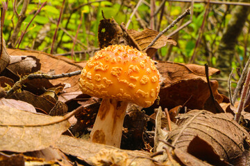 Native mushrooms in the forest in Mexico during the rain season