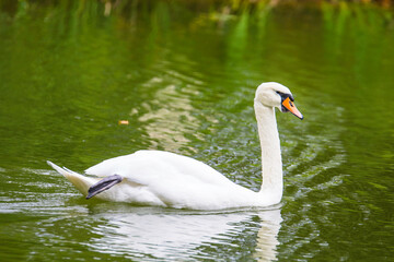 White swan in the lake