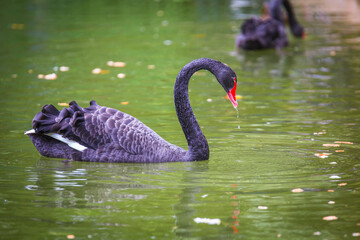 Black swan in the lake 