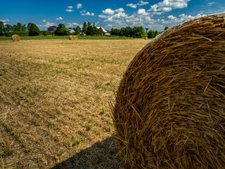 large round hay bales in field
