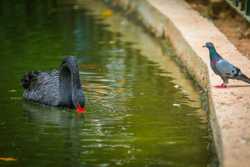 Black swan in the lake 