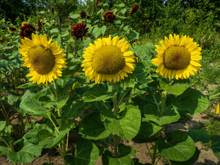 sunflowers in garden