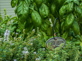 Fresh herbs including rosemary, lemon thyme and basil
