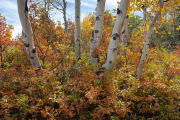Colorful autumn background with aspen trees and oak brush