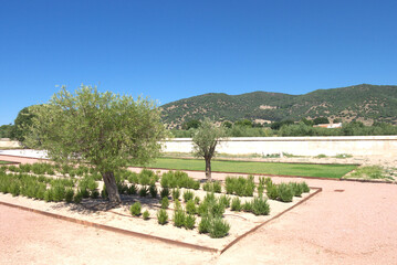 Beautiful garden with a typical hundred-year-old olive tree in the dry desert with beautiful mountains in background and a blue sky, in Montero, Andalusia, Southern Spain.