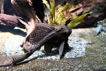 水底を泳ぐセルフィンプレコ（日本の東京池袋サンシャイン水族館）