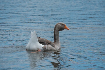 Oie solitaire sur l'eau .