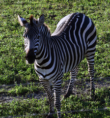 Front side of zebra