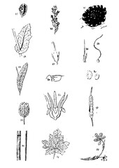 Obraz premium Galícia's Flowers set of hand drawn flowers vector illustration