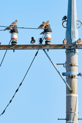 【街中の身近な鳥】電柱に群れる小鳥