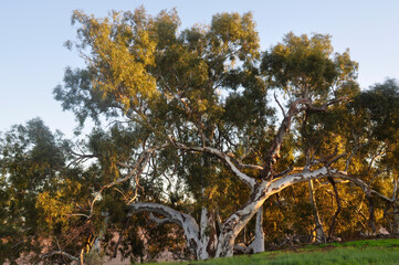 Obraz na płótnie Canvas Magnificent Eucalyptus trees of Australia