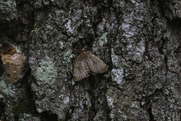 A male Gypsy Moth (Lymantria dispar dispar), shot in Turkey Point Provincial Park, Ontario, Canada.