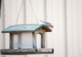House Finch