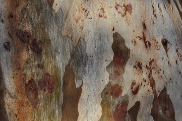 Textures of the bark of a Eucalyptus tree