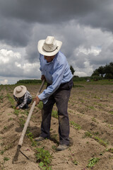 portrait of a Mexican farmer cultivating amaranth
