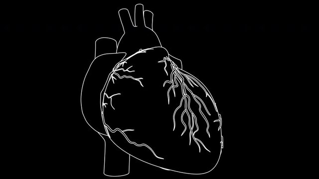 Human Heart beat Anatomy animation. Drawing in black and white