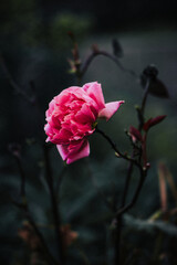 pink rose on a black background