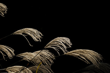 Pampas grass fluttering in the wind. Sparkling autumn meadow. Black background. 風になびくススキ。輝く秋の草原。黒背景。