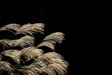 Pampas grass fluttering in the wind. Sparkling autumn meadow. Black background....