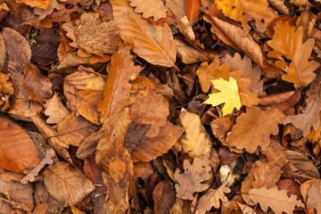 Fallen autumn leaves