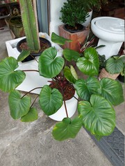 garden in the garden