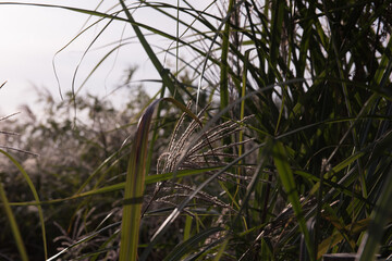 Beautiful Silver grass,Miscanthus sinensis at sunset.