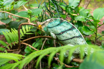 マダガスカルのパーソンカメレオン(Calumma parsonii)