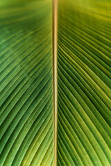 tropical banana leaf texture, large palm foliage nature green background