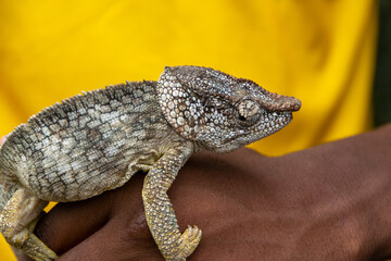マダガスカルのウスタレカメレオン(Malagasy giant chameleon)の子ども
