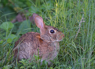 rabbit in the grass