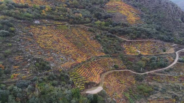 Vineyards in mountains. Ribeira Sacra. Galicia,Spain. Aerial Drone Footage