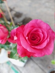 pink roses in a garden