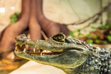 Spectacled caiman wildlife predator portrait, caiman crocodilus.