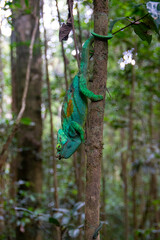 マダガスカルのテングカメレオン (Antimena chameleon) (Furcifer antimena)