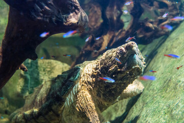 Aligator snapping turtle, macrochelys temminckii underwater closeup portrait.