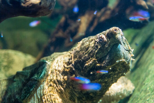 Aligator snapping turtle, macrochelys temminckii underwater closeup portrait.