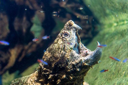 Aligator snapping turtle, macrochelys temminckii underwater closeup portrait.