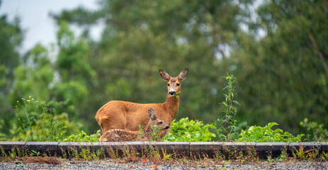 Roe deer with little calf, capreolus outdoors in the wilderness during rain. © Jon Anders Wiken