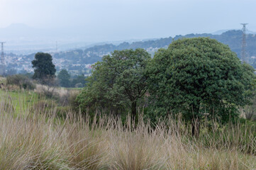 View of trees in the field with transmitter post background