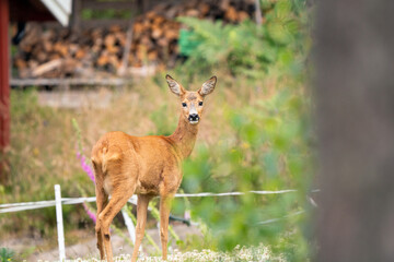 Fototapeta premium Roe deer, capreolus outdoors in the wilderness near cabin.
