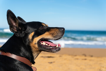 Happy kelpie on the beach 