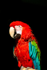 Fototapeta na wymiar Red parrot, Arini isolated on black background.