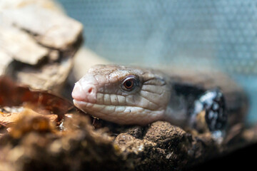 Blue tongued skink, Tiliqua nigrolutea reptile portrait.