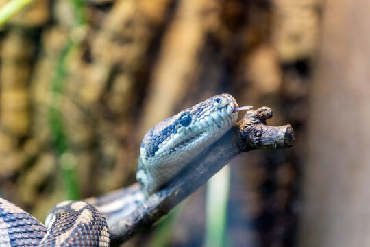 Carpet python, morelia spilota close up reptile portrait.