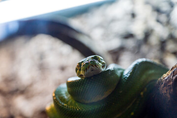 Fototapeta premium Green tree python, Morelia viridis closeup reptile portrait.