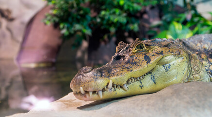 Spectacled caiman wildlife predator portrait, caiman crocodilus.